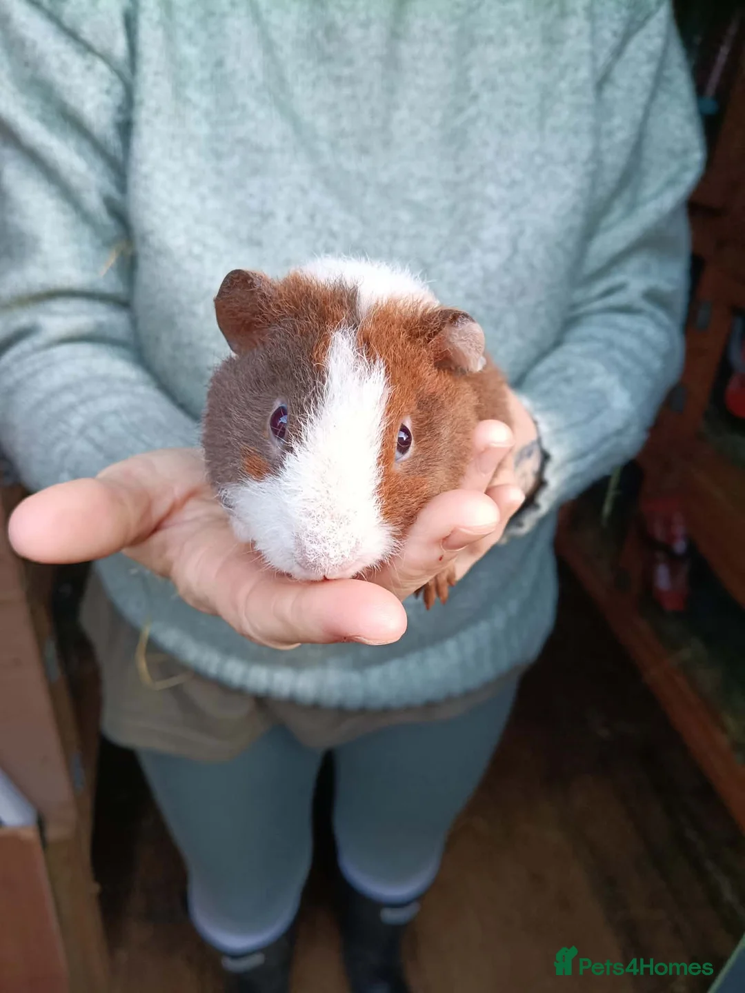 Guinea Pig rodents for sale: Teddy Guinea pig babys in Ayr - Advert 7