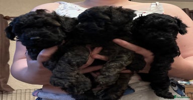 Yorkiepoo dogs - Advert 1
