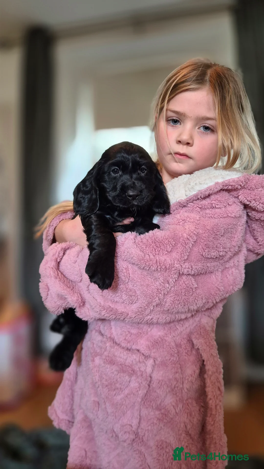 Cocker Spaniel dogs for sale: Mr Paul Bell - Advert 4