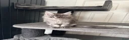 Maine Coon cats for sale: Last litter of the year Super Maine Coons in Blackpool - Advert 6