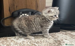 British Shorthair cats for sale: Stunning Silvers - Image 9