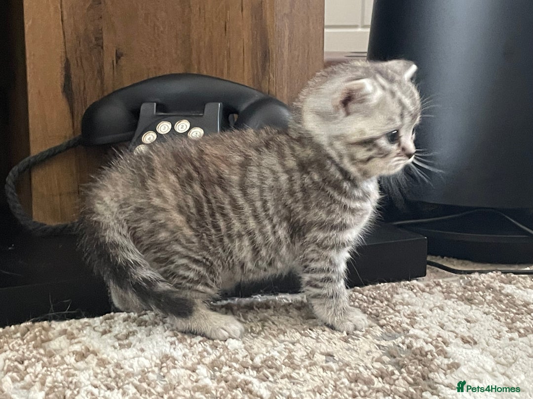 British Shorthair cats for sale: Stunning Silvers - Image 9