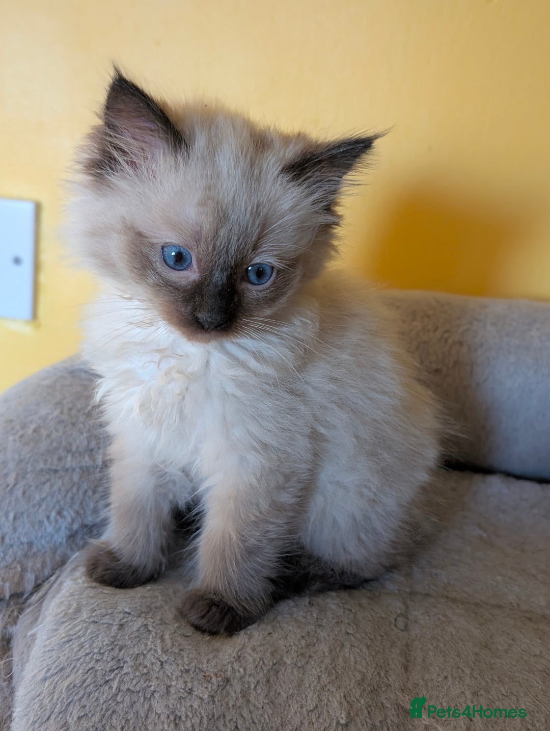 Ragdoll cats for sale: Gorgeous Ragdoll Kittens  - Advert 6