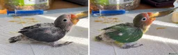 Lovebirds birds for sale: Hand-Reared Baby LoveBirds | Stunning Colours in Bedford - Advert 4
