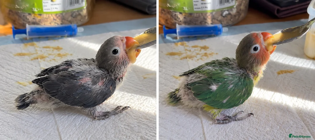 Lovebirds birds for sale: Hand-Reared Baby LoveBirds | Stunning Colours in Bedford - Advert 4