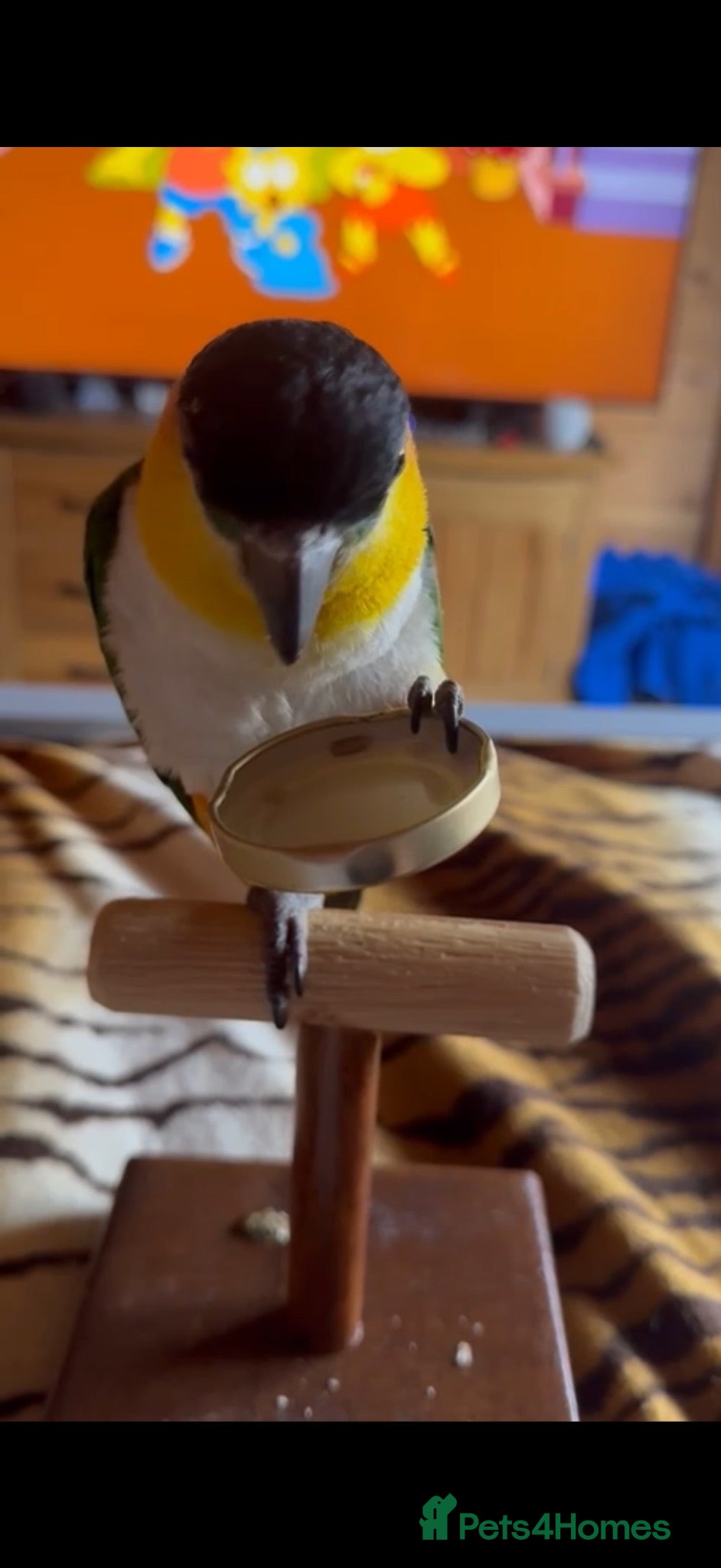 Parrots birds Black capped Caique  - Advert 2