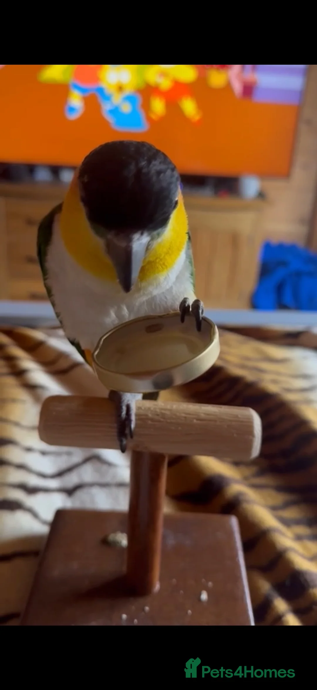 Parrots birds for sale: Black capped Caique  - Advert 2