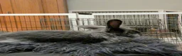 Continental Giant rabbits for sale: Gandalf conti lionehead cross rabbit  - Advert 6