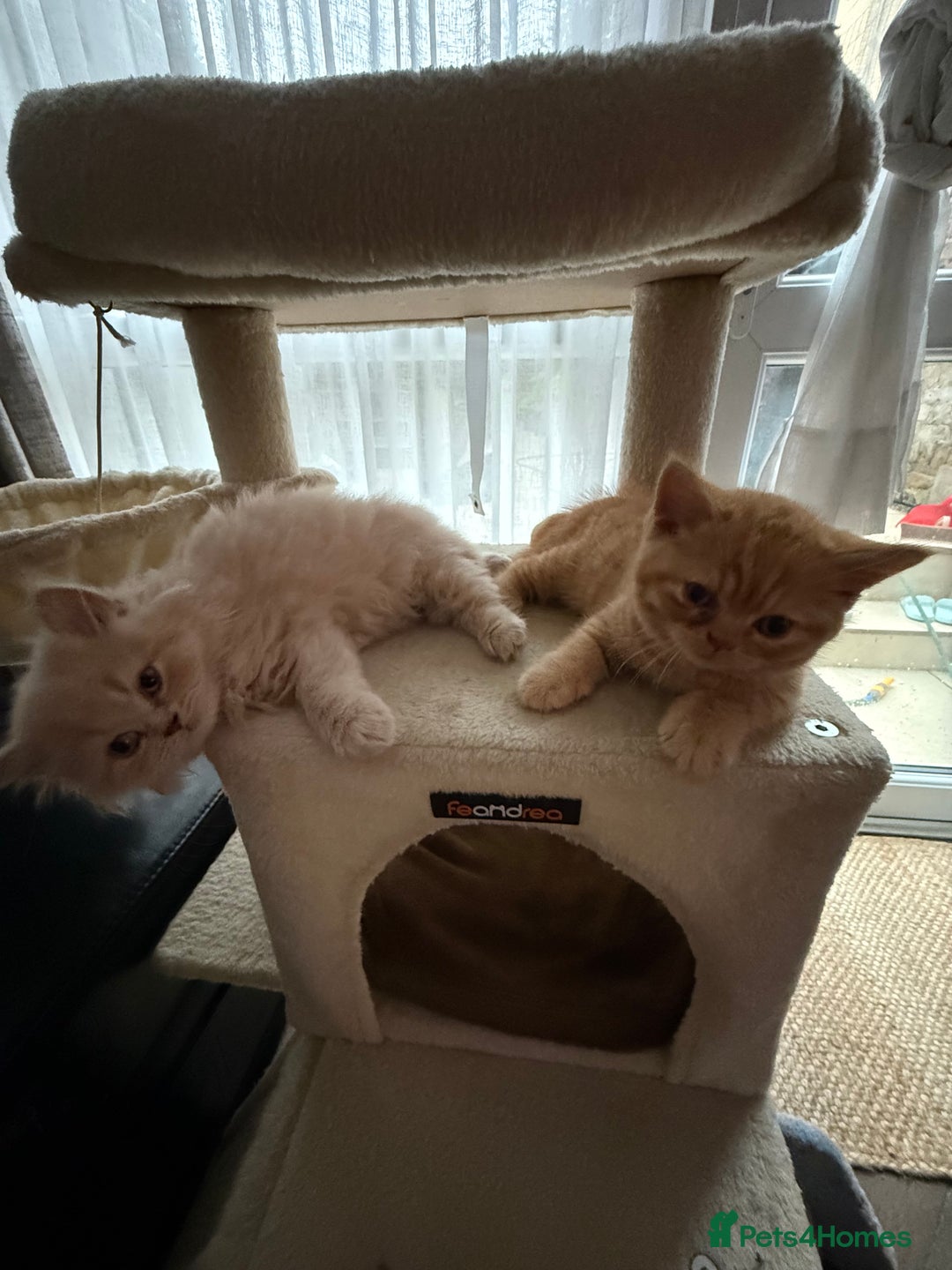 British Shorthair cats for sale: TICA REG BRITISH SHORTHAIR & LONGHAIR KITTENS - Image 4