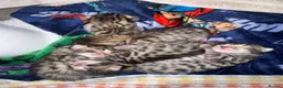 Bengal cats for sale: Beautiful bengal kittens  in Watlington - Advert 7
