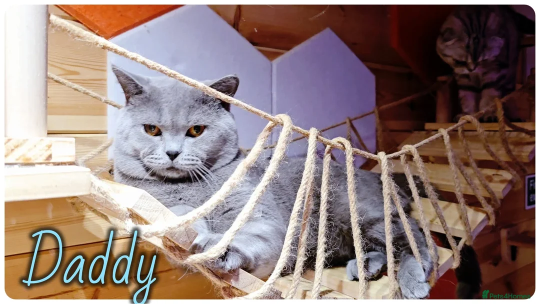 Scottish Fold cats for sale: Scotish Fold Kittens - Advert 11