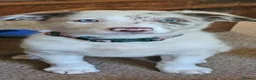 Border Collie dogs for sale: Blue eyed Red Merle - Advert 6