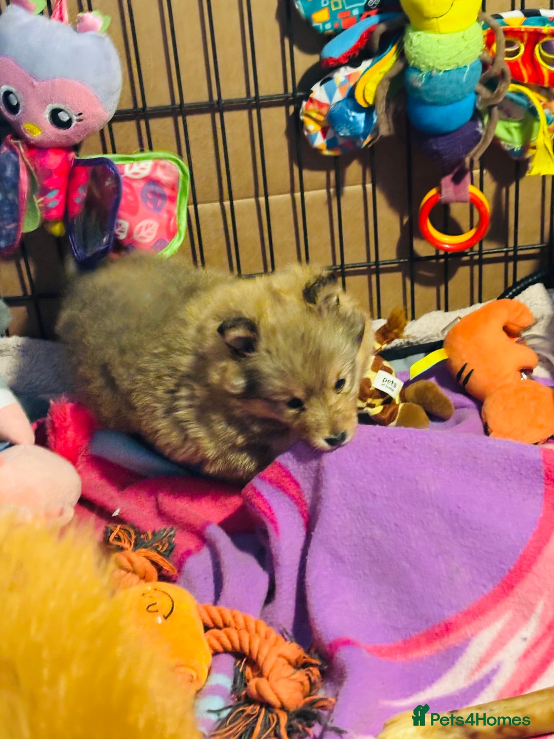 Shetland Sheepdog dogs for sale: Pretty Shetland sheepdog girl puppy  - Advert 6