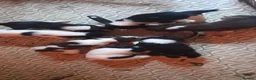 Sprollie dogs for sale: Sprollie puppies for sale - Advert 9