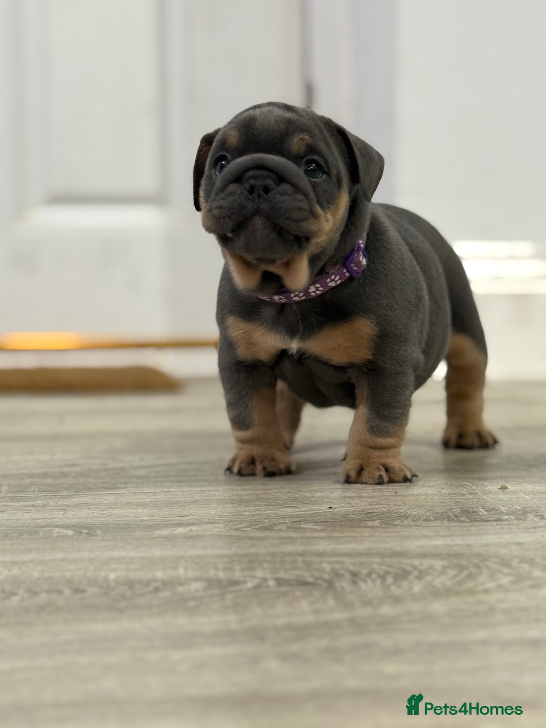 English Bulldog dogs for sale: Stunning English Bulldog Puppies - Advert 8