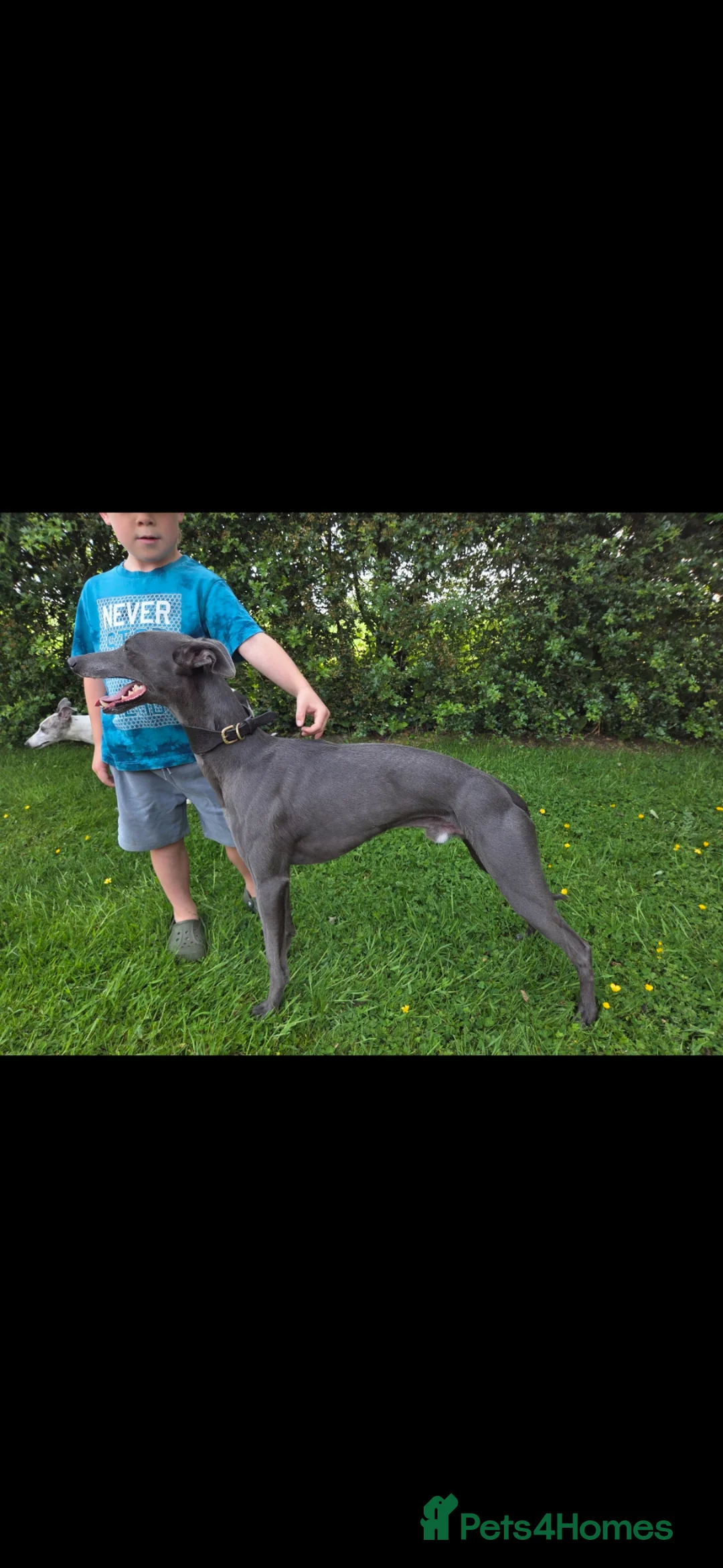 Whippet dogs for stud: KC Whippet - Heart test clear - Advert 2