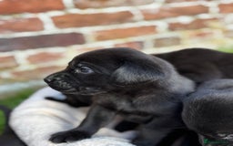 Labrador Retriever dogs for sale: Stunning Black Labrador Puppies KC Parents  - Image 11