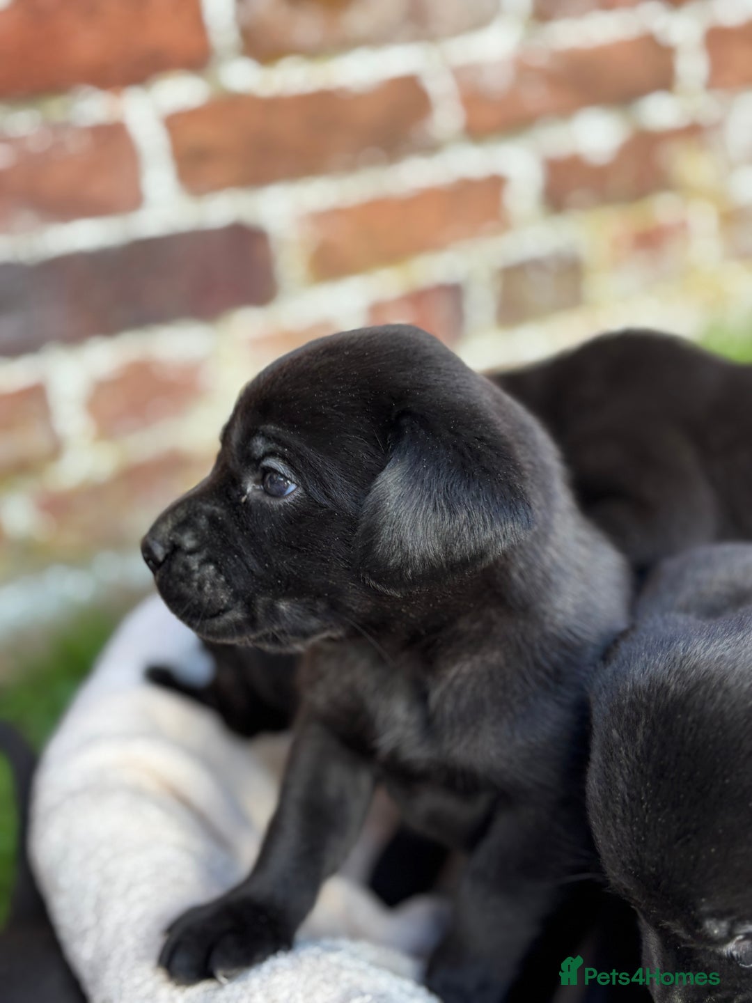 Labrador Retriever dogs for sale: Stunning Black Labrador Puppies KC Parents  - Image 11