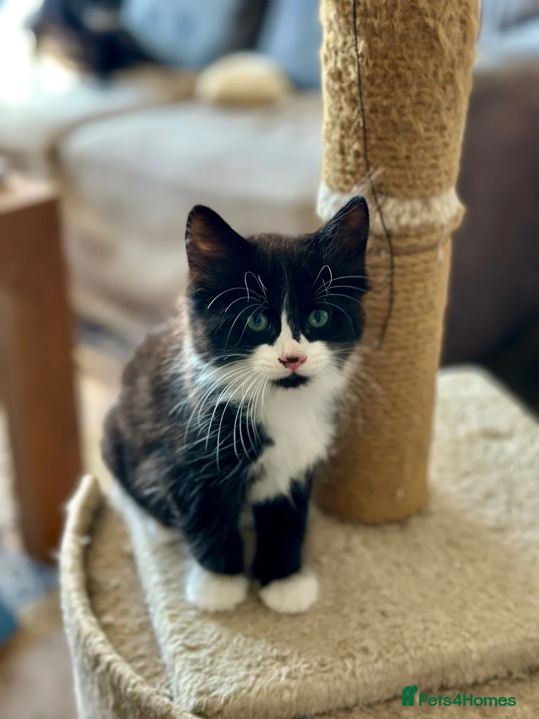 Mixed Breed cats for sale: Mixed breed kittens  - Advert 2