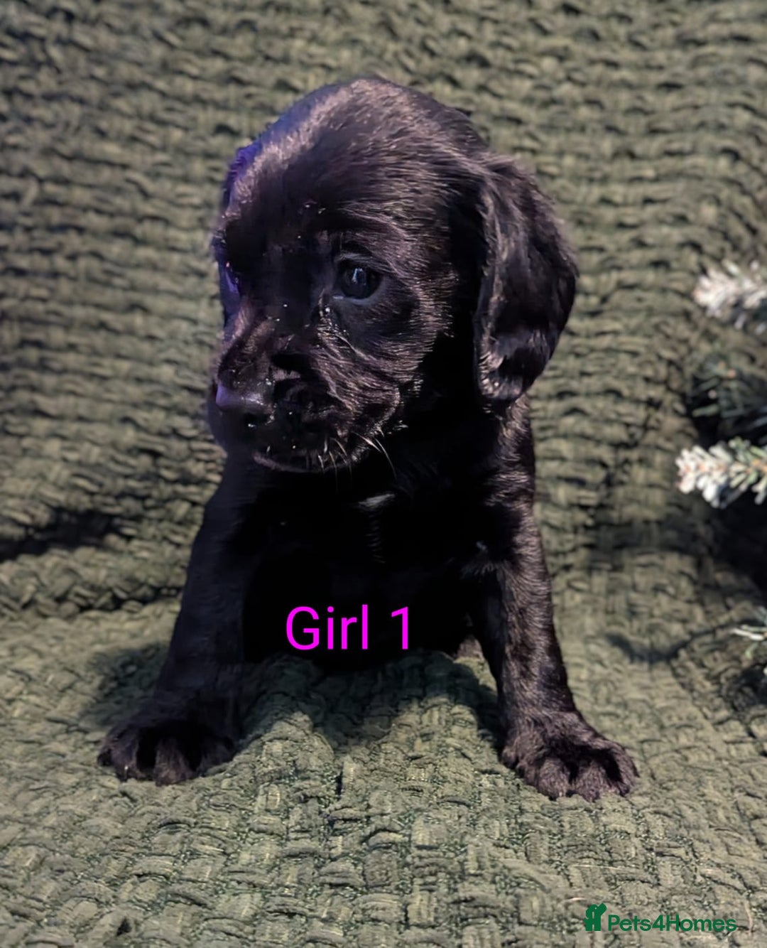 Cockerdor dogs for sale: Cockador Puppies - Advert 22