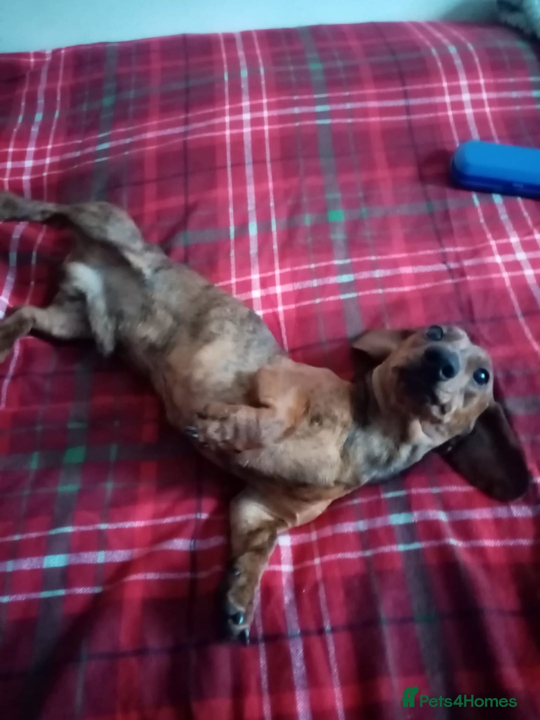 Miniature Dachshund dogs for sale: Miniature dachshund  - Advert 3