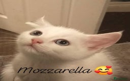 Mixed Breed cats for sale: Mozzarella: Long Haired Persian x Ragdoll x DSH - Image 1