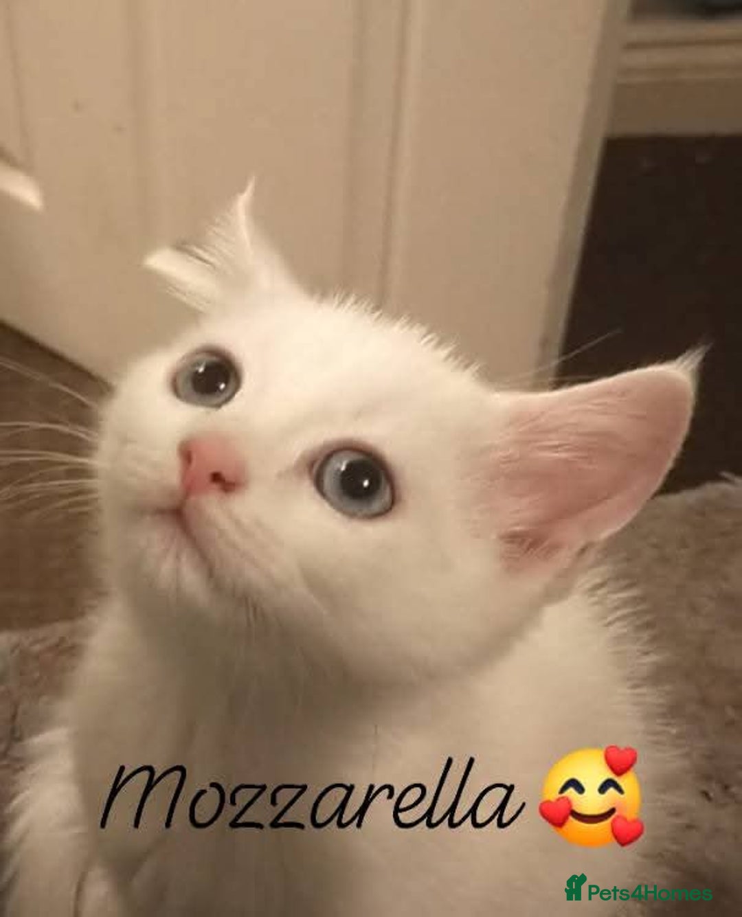 Mixed Breed cats for sale: Mozzarella: Long Haired Persian x Ragdoll x DSH - Image 1