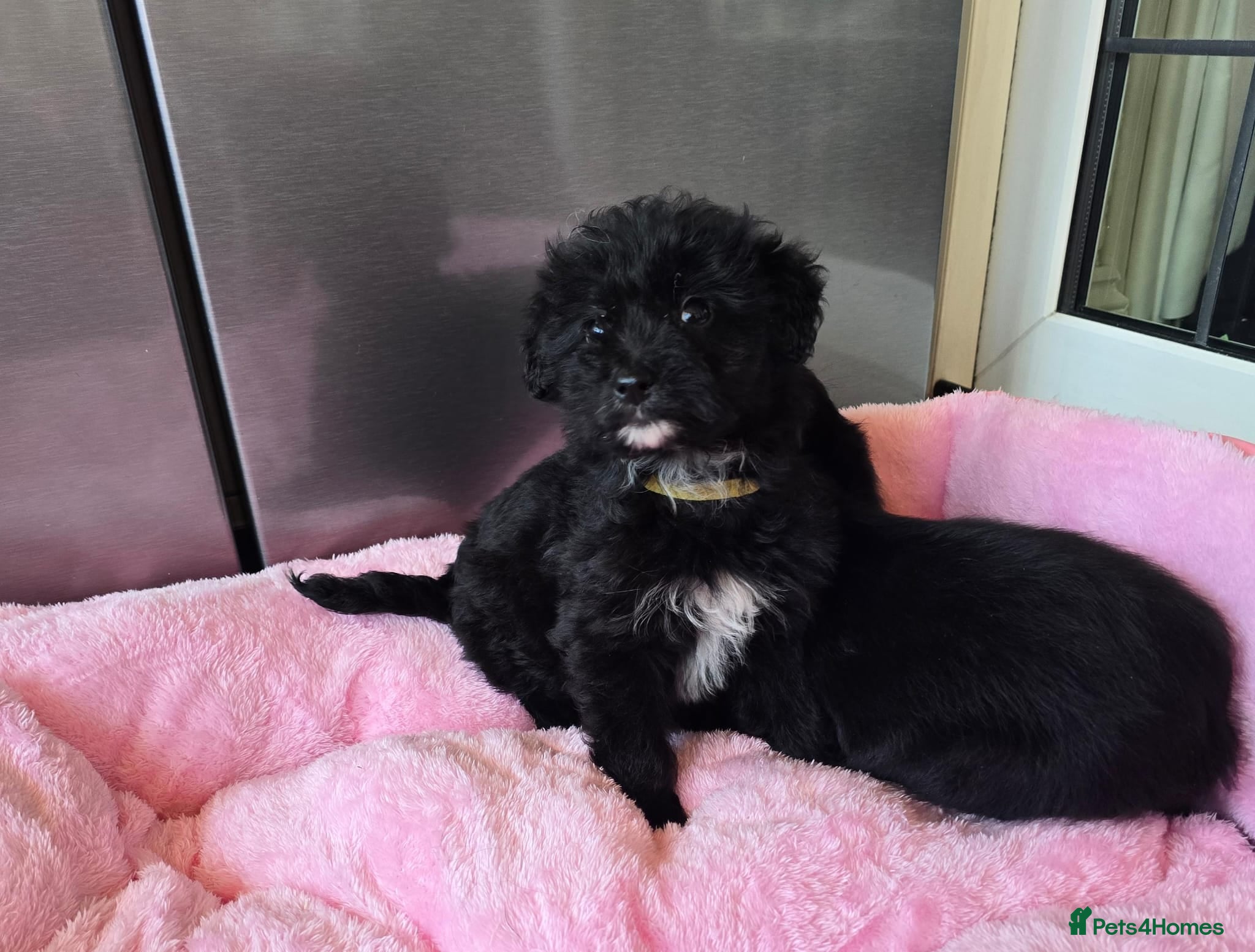 Cockapoo dogs Cockapoo puppies  - Advert 8