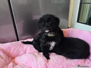 Cockapoo dogs Cockapoo puppies - Advert 8