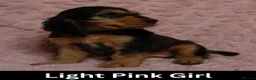 Cocker Spaniel dogs for sale: Quality, Show Type, Cocker Spaniel Puppies - Advert 9