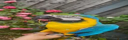 Macaws birds for sale: Stunning Blue and Gold macaw for sale in Bolton - Advert 5