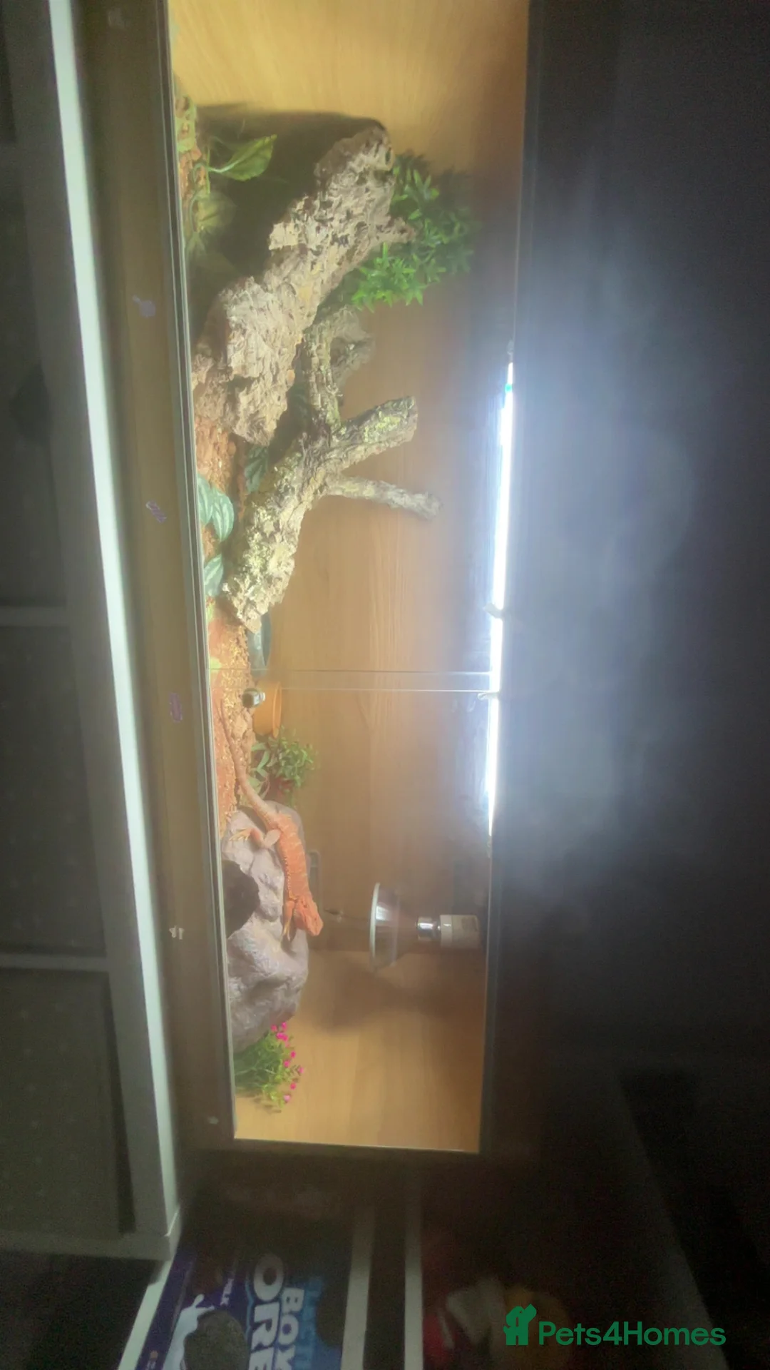 Bearded Dragon reptiles for sale: bearded dragon - Advert 5