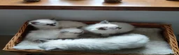 Ragdoll cats for sale: Blue point Ragdoll kittens  in Dingwall - Advert 7