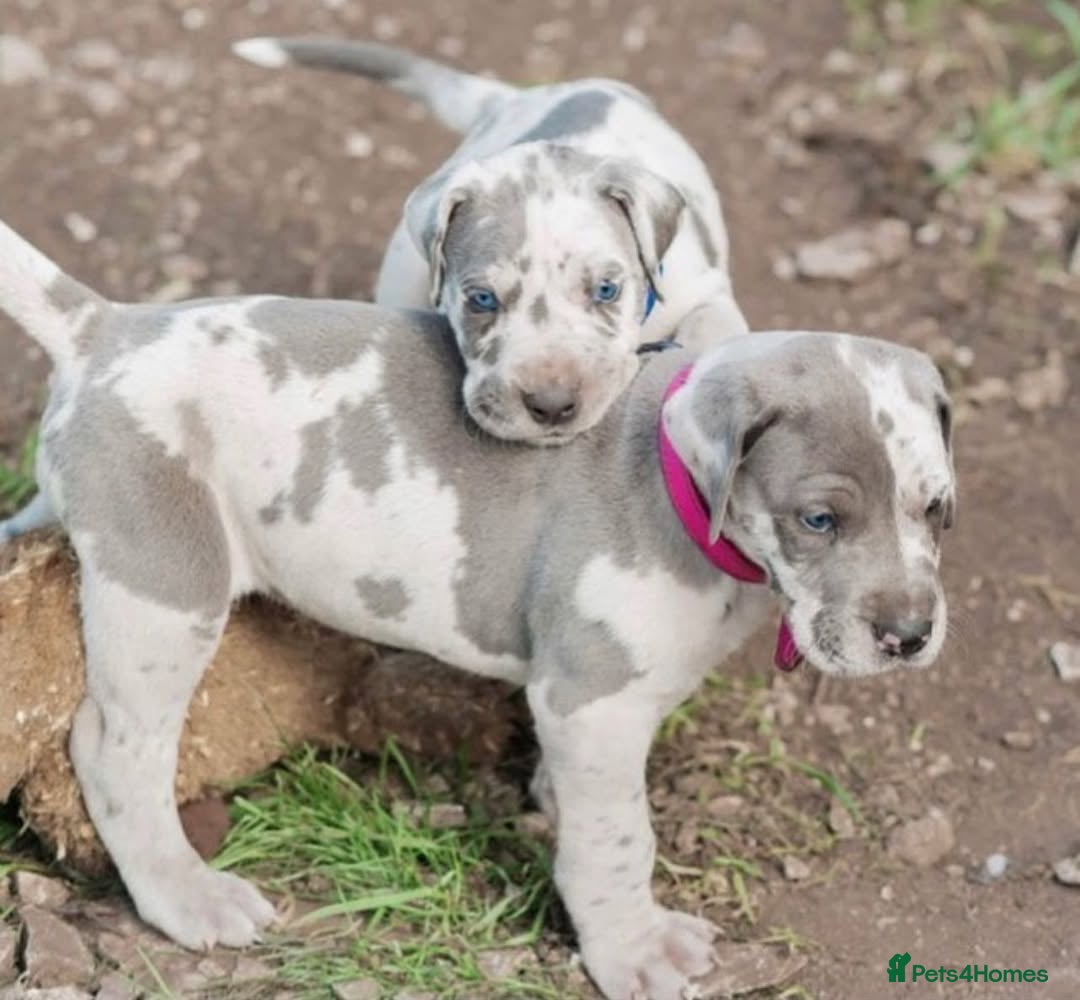 Great Dane dogs for sale: Beautiful Great Dane puppies for sale  - Image 8