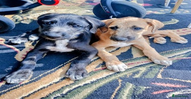 Lurcher dogs - Advert 8