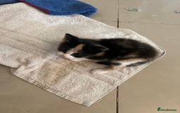 Mixed Breed cats for sale: Litter of 4 cats  - Image 9