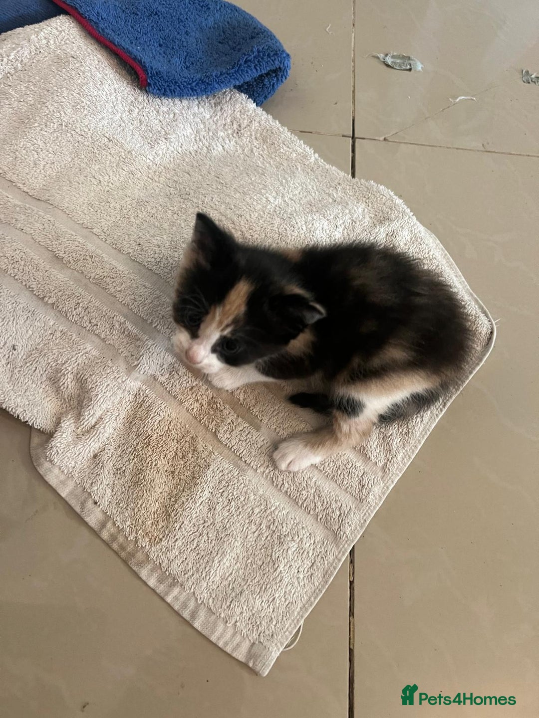 Mixed Breed cats for sale: Litter of 4 cats  - Image 9