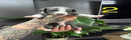 Whippet dogs for sale: Beautiful litter of 6 puppies - 4 girls and 2 boys in Derby - Advert 4