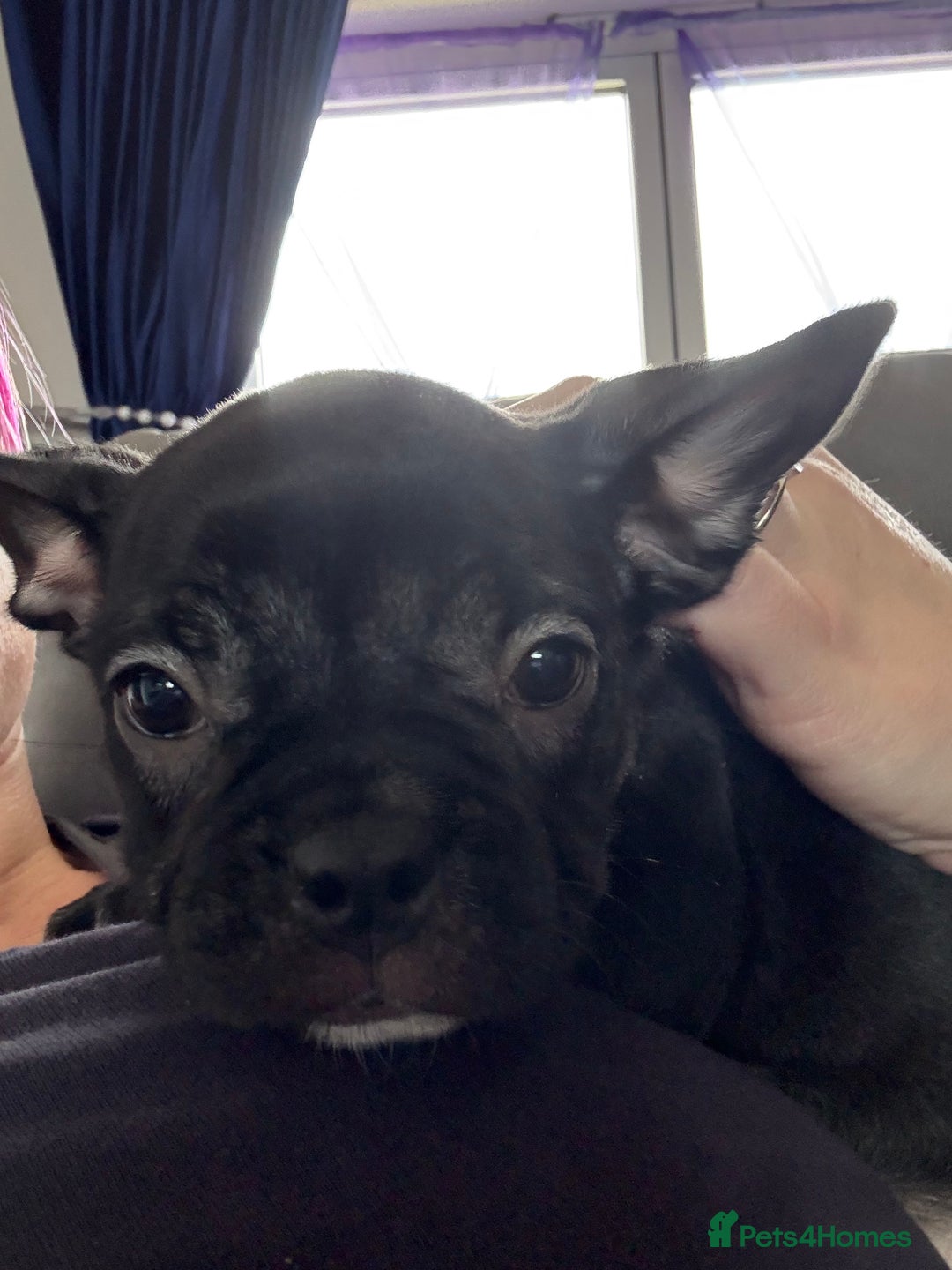 Mixed Breed dogs for sale: Frenchtons - Boston Terrier x Frenchie - Image 34