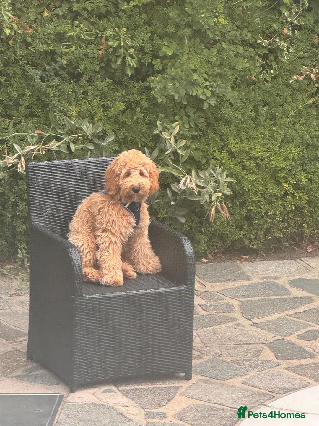 Australian Labradoodle dogs for sale: Adorable Australian labradoodle  - Advert 10