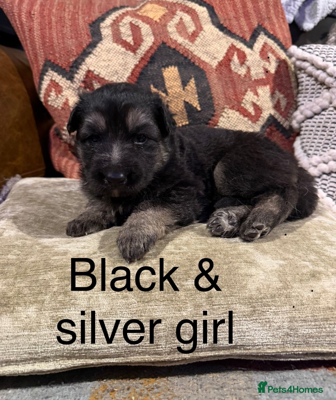 German Shepherd dogs for sale: Long Haired Health Tested German Shepherd Pups  - Advert 13