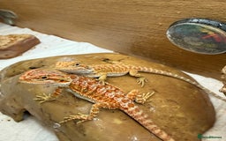 Bearded Dragon reptiles for sale: 🔥🔥🔥 BABY BEARDED DRAGONS 🔥🔥🔥 READY 2 GO 🔥🔥 - Image 3