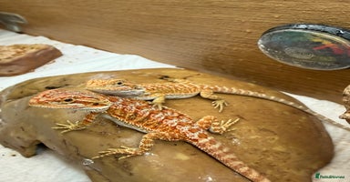 Bearded Dragon reptiles - Advert 12
