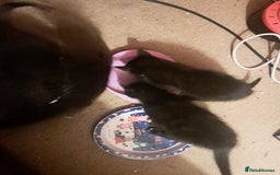 British Shorthair cats for sale: 3 black & white kittens  - Image 4