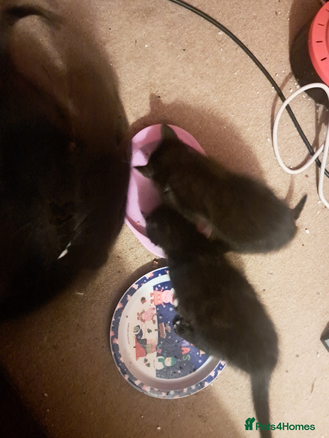 British Shorthair cats for sale: 3 black & white kittens  - Image 4