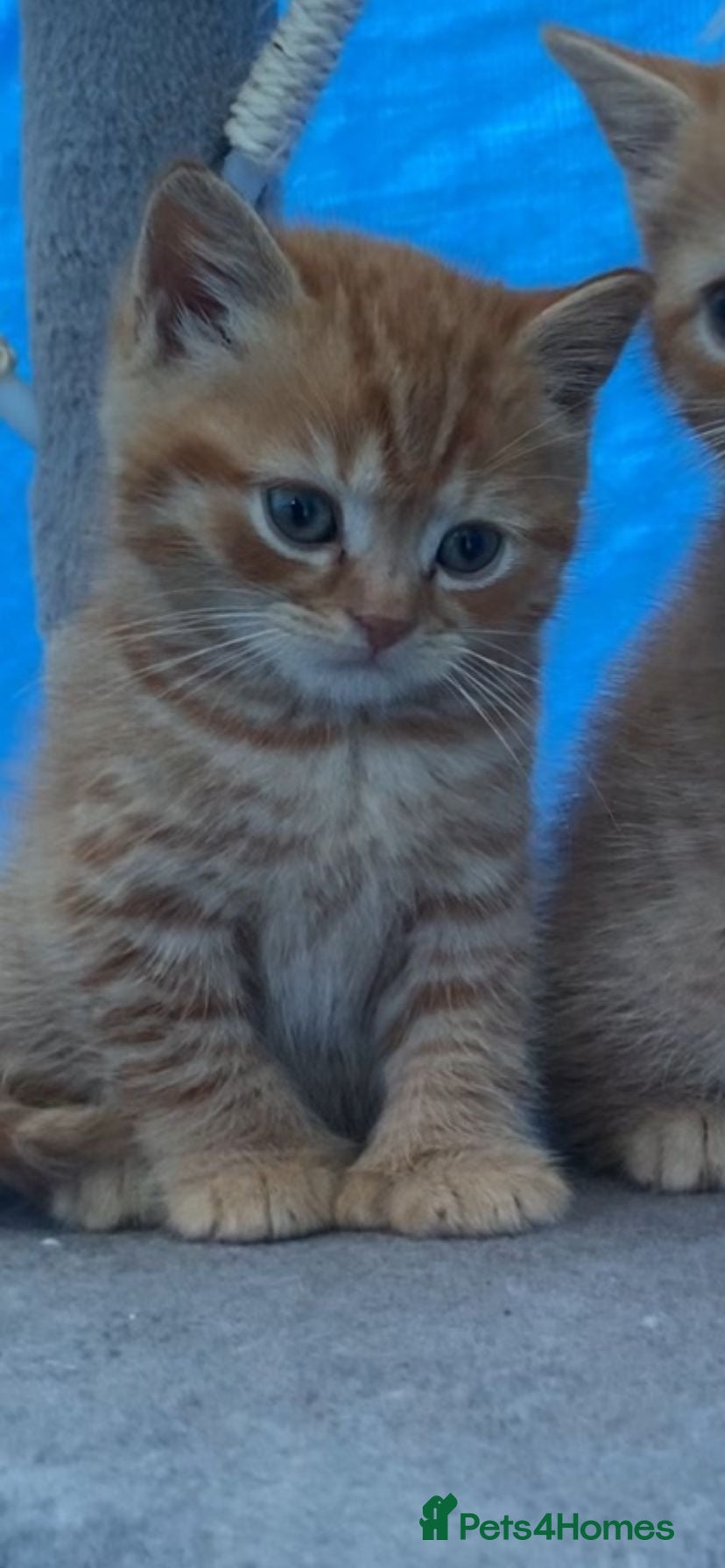Mixed Breed cats British shorthair X boy kitten - Advert 6