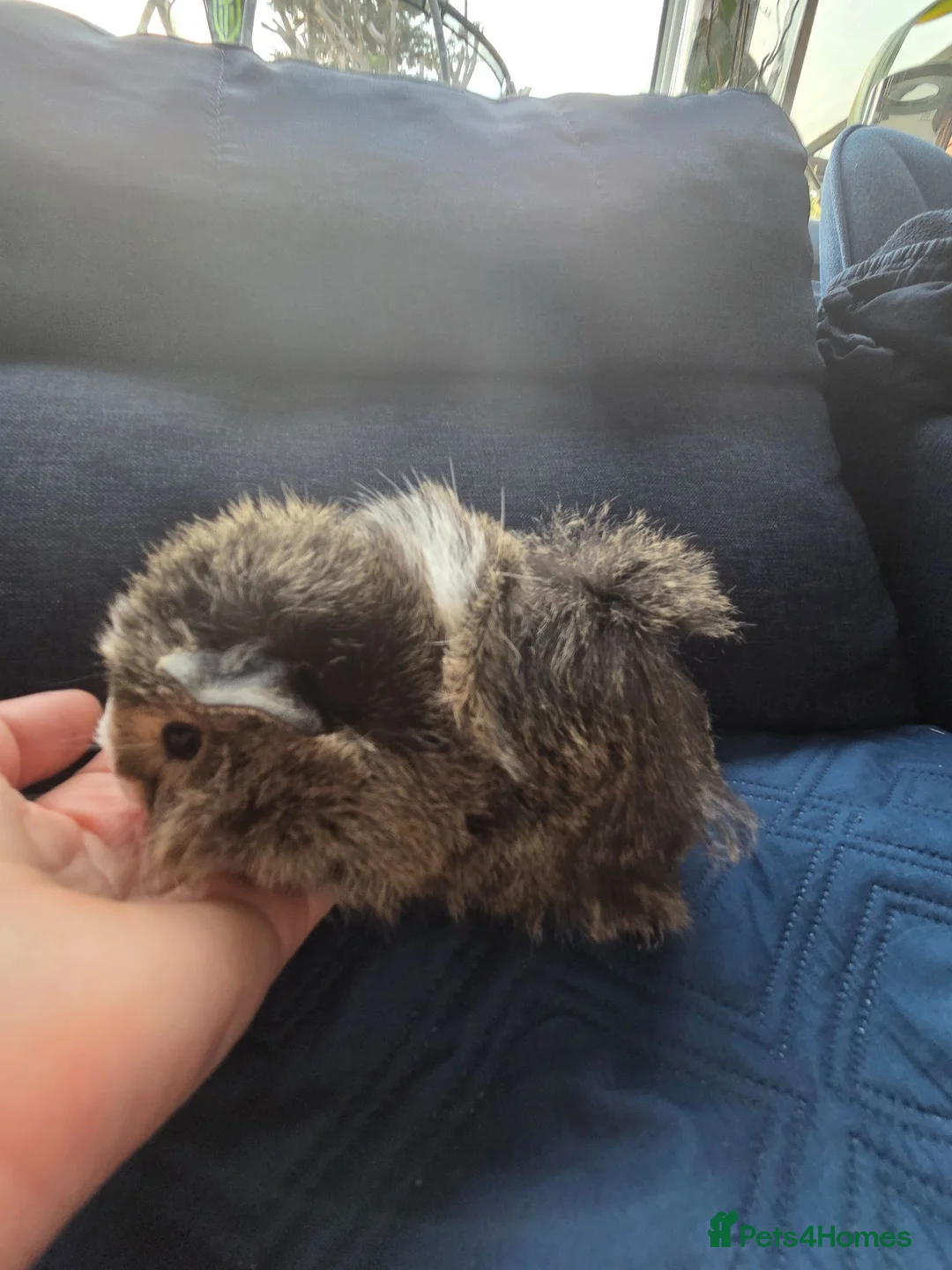 Guinea Pig rodents for sale: Half Peruvian semi long hair girl - Advert 9