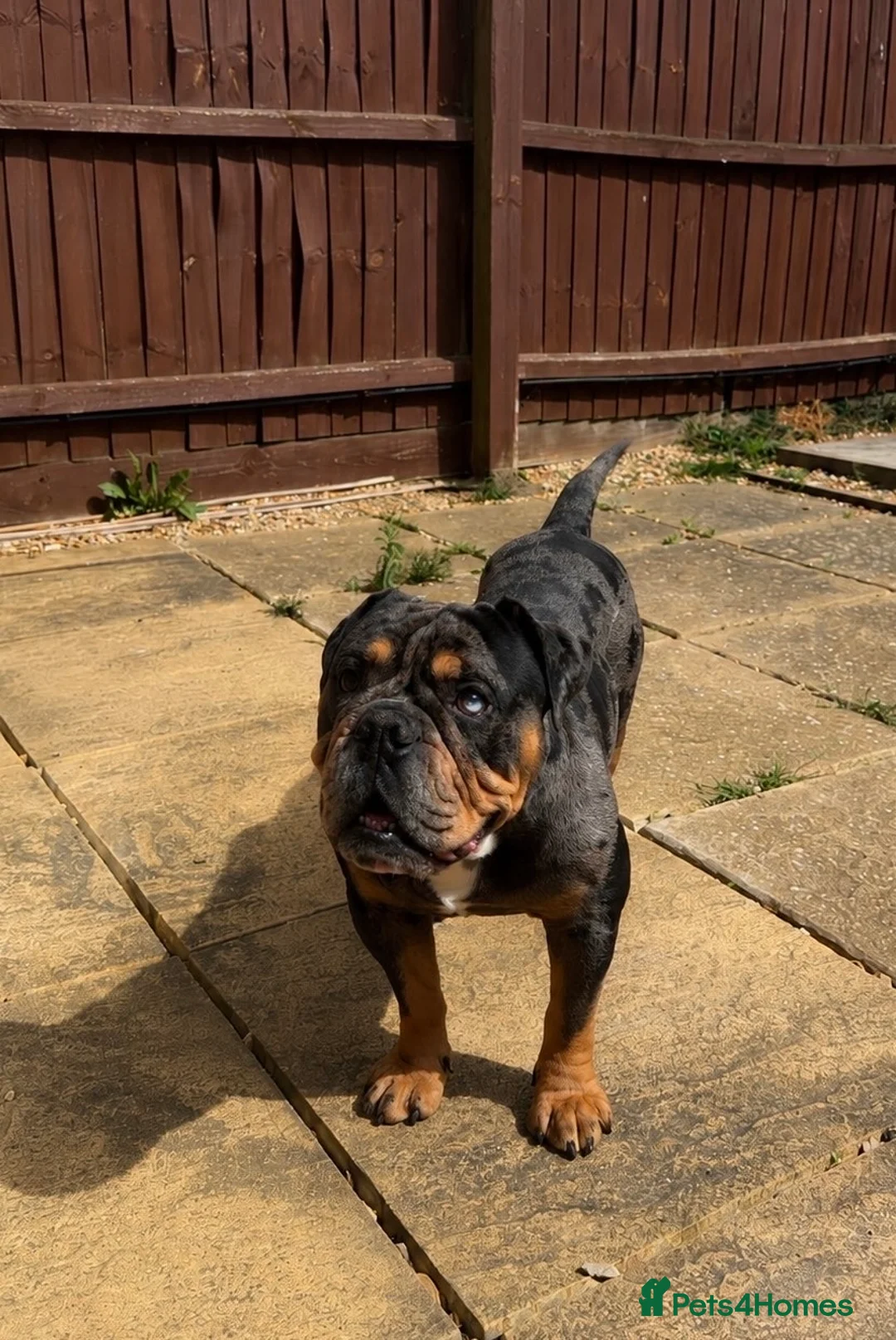 English Bulldog dogs for stud: 💎BLUE MERLE BULLDOG💎 - Advert 5