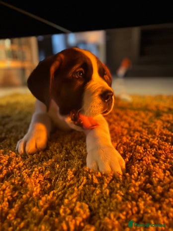 Saint Bernard dogs - Advert 1