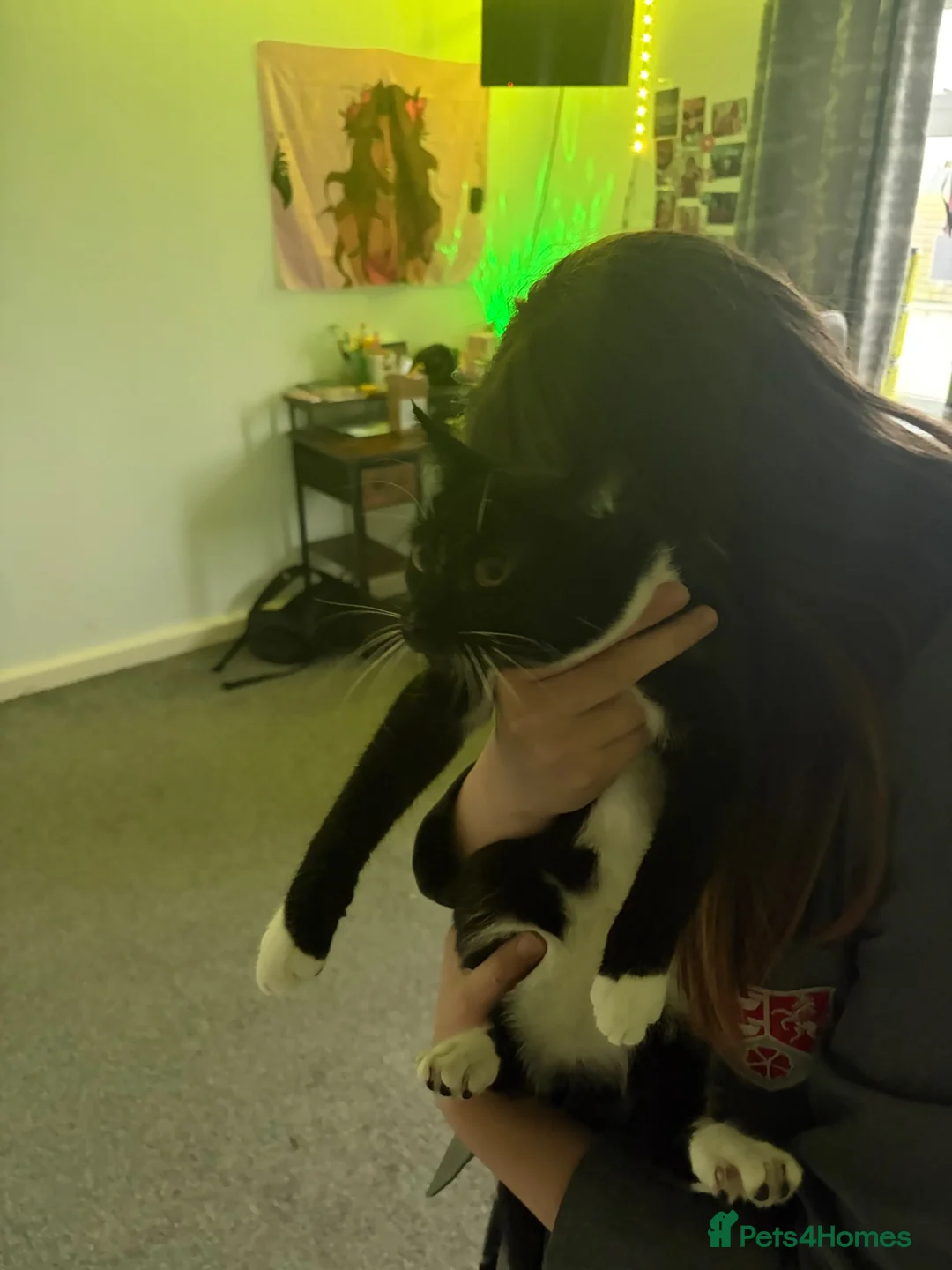 Domestic Shorthair cats for sale: White black cat  - Advert 1